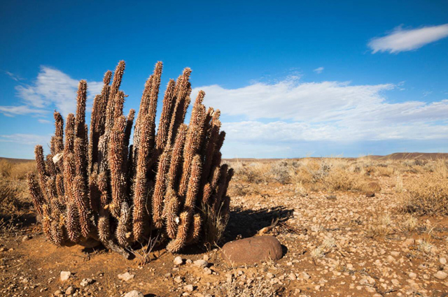 keeping fit with Hoodia