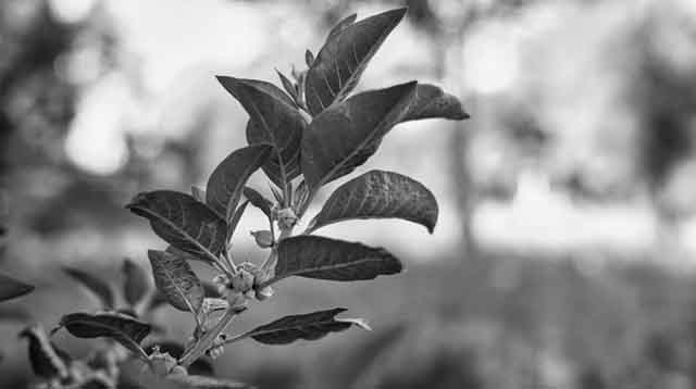 Ashwagandha Dry Red Fruits Medicinal Herb 
