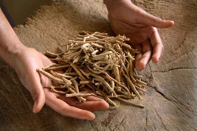 Ashwagandha Supplements Are Extracted From the Root
