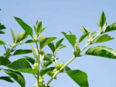 An Insight Into What Ashwagandha Does For Men: Benefits and Usage of the Versatile Herb what does ashwagandha do for men