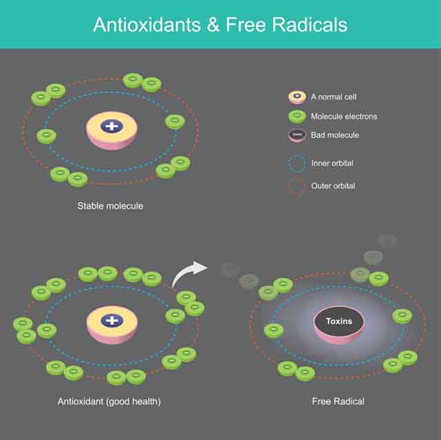 Antioxidants and Free radicals infographic - Turmeric benefits