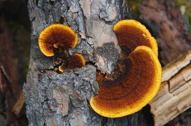 Effets secondaires du champignon Reishi